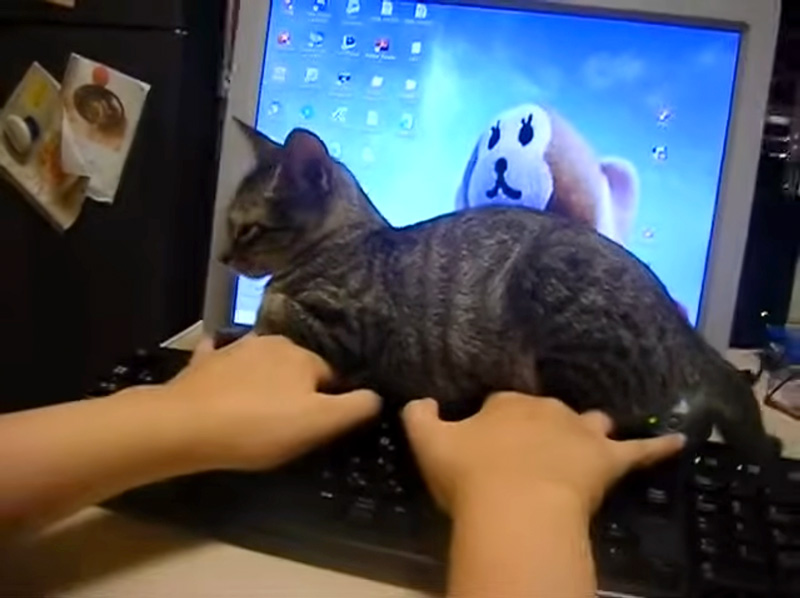 キーバードを打っていると邪魔をしに来た子猫