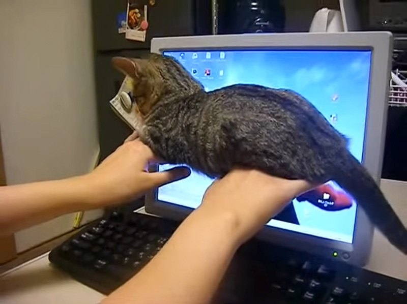 浮遊する子猫