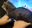 キーバードを打っていると邪魔をしに来た子猫