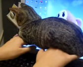 キーボードを打っていたら子猫が邪魔をしに来た！ 手の甲に乗った子猫をそのまま持ち上げてみると… 可愛すぎることに♡
