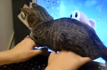 キーバードを打っていると邪魔をしに来た子猫