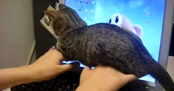 キーボードを打っていたら子猫が邪魔をしに来た！ 手の甲に乗った子猫をそのまま持ち上げてみると… 可愛すぎることに♡