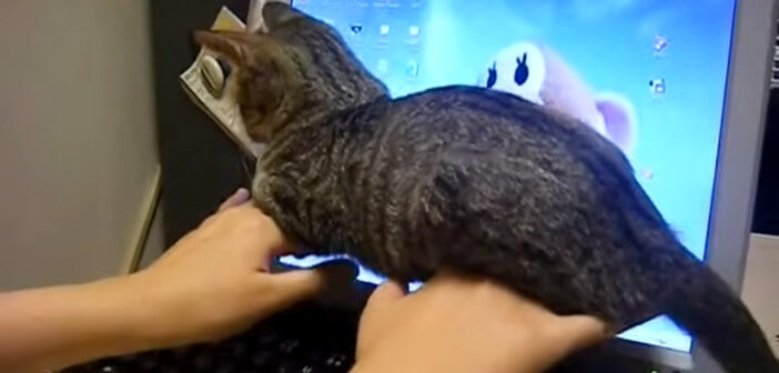 キーバードを打っていると邪魔をしに来た子猫