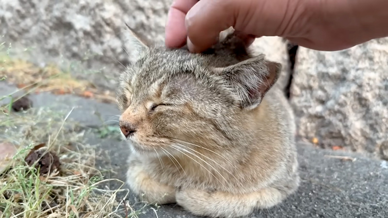ナデナデされる猫