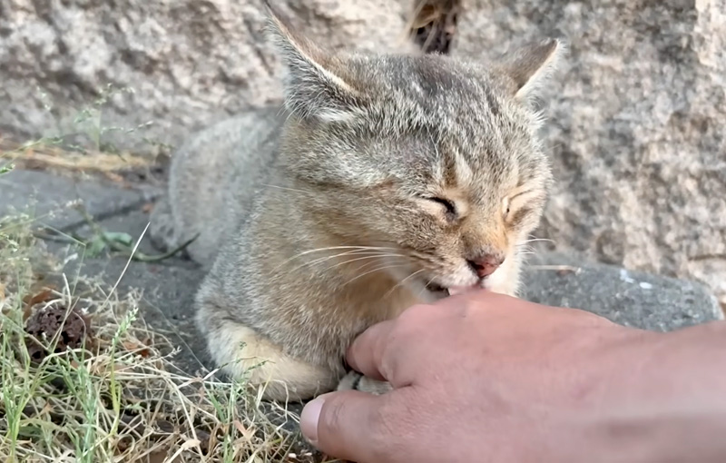 手をペロッとする猫