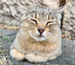 香箱座りする猫