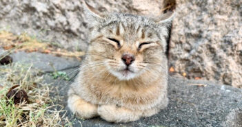 香箱座りの隙間に指突っ込みしたら… これまた可愛い反応が♪ 幸せ顔でナデナデを堪能する猫さんに癒される (*´ェ`*)♡