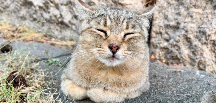 香箱座りする猫