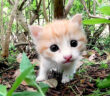 興味津々の子猫