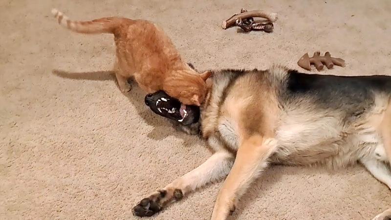 ジャーマンシェパードに襲いかかる猫