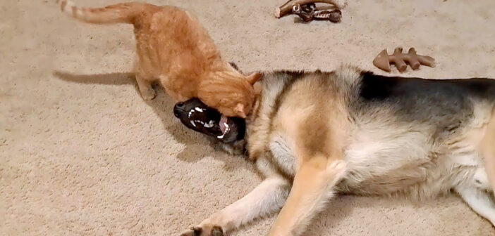 怖いもの知らずの猫が巨大なジャーマンシェパードに襲いかかる！ ふたりの激しい攻防が妙に面白かった ( *´艸｀)