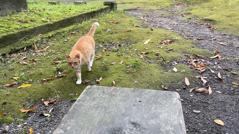 向かってきた猫