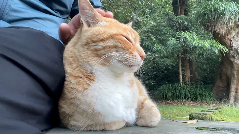 ナデナデされる猫