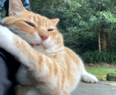 休憩していたら可愛い猫さんが隣に座ってきた♪ 静かにナデナデを楽しむ姿に心がポカポカ温まる (*´ｪ｀*)♡