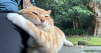 休憩していたら隣に座ってきた猫