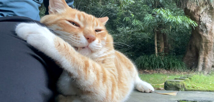 休憩していたら隣に座ってきた猫