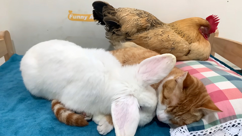 ウサギを毛づくろいする猫