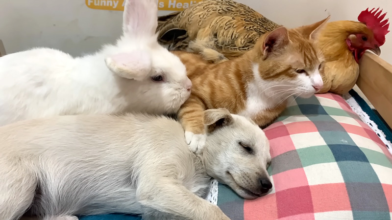 仲良しな猫と子犬とウサギとニワトリ
