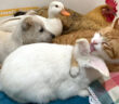 仲良しな猫と子犬とウサギとニワトリとアヒル