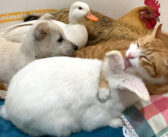 猫のリーダーシップの元、子犬とアヒルとニワトリとウサギが仲良しに! 幸せいっぱいの動物の家族の姿にホッコリ♡