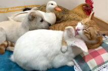 仲良しな猫と子犬とウサギとニワトリとアヒル