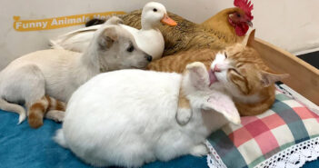 猫のリーダーシップの元、子犬とアヒルとニワトリとウサギが仲良しに! 幸せいっぱいの動物の家族の姿にホッコリ♡ 仲良しな猫と子犬とウサギとニワトリとアヒル