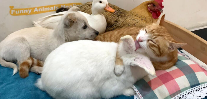 仲良しな猫と子犬とウサギとニワトリとアヒル