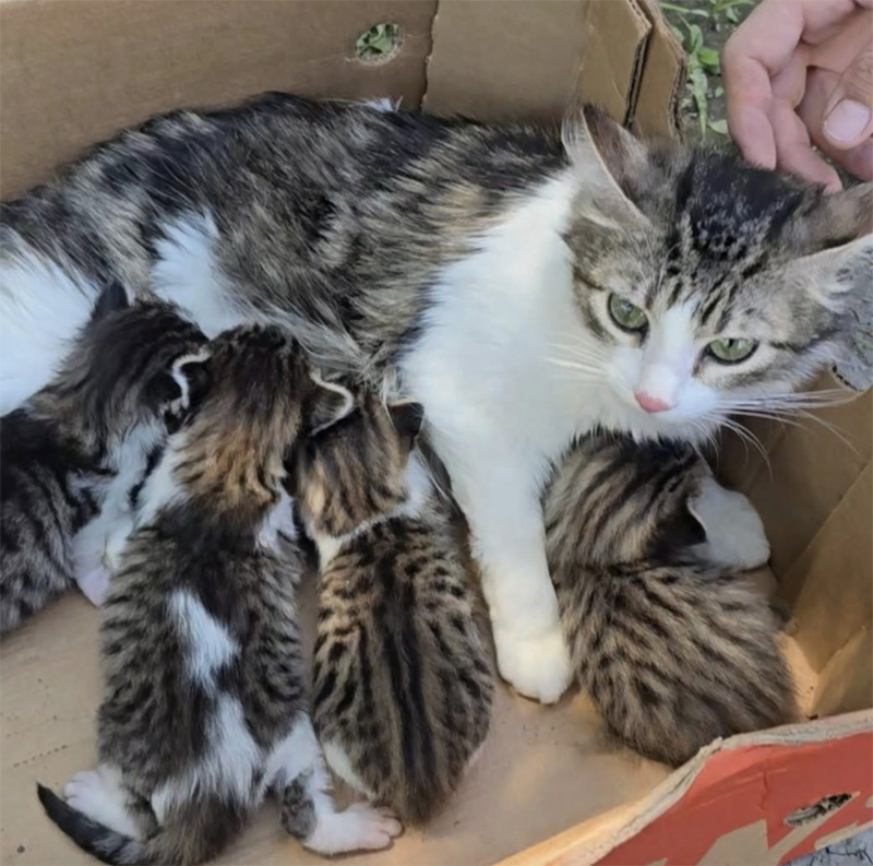 ダンボール箱の中で授乳する母猫