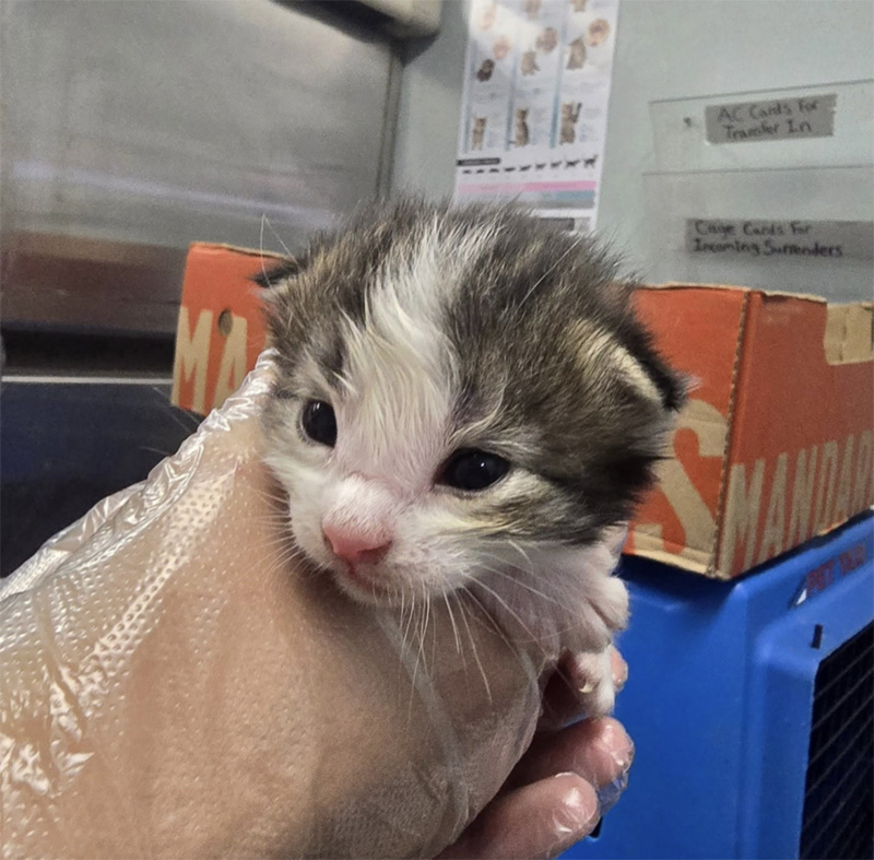 保護された子猫