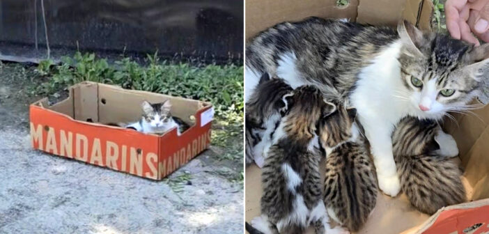 ダンボール箱の中で授乳していた母猫を発見