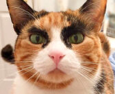 迫力の ”ごんぶと眉毛” を持つ三毛猫さん！ その気迫のこもったおねだりに、誰も逆らうことが出来ません！