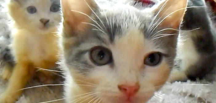 5匹の迷子の子猫達を保護してビックリ！ なんと子猫達のうちの2匹は、非常に珍しい『三毛猫の男の子』でした (*ﾟ0ﾟ)！