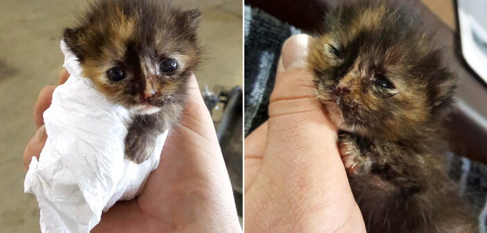 保護された幼い子猫