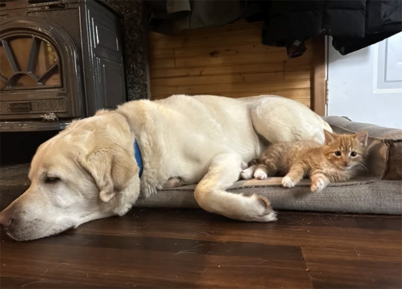 非常に仲良くなった犬と子猫