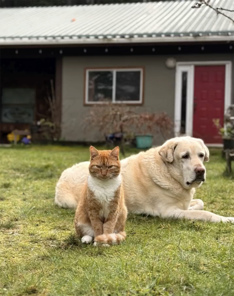 とっても仲良しな犬と猫