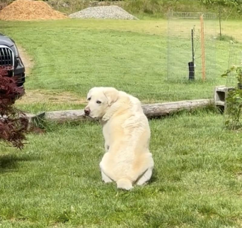 行方不明になった猫を待つ犬