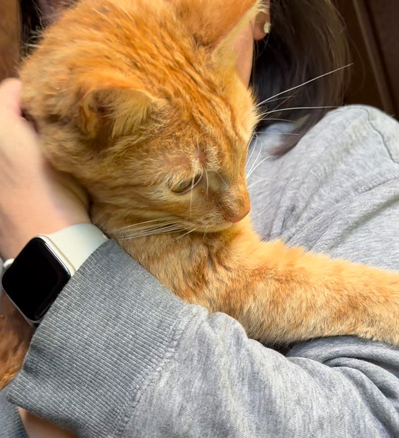 抱っこされる猫