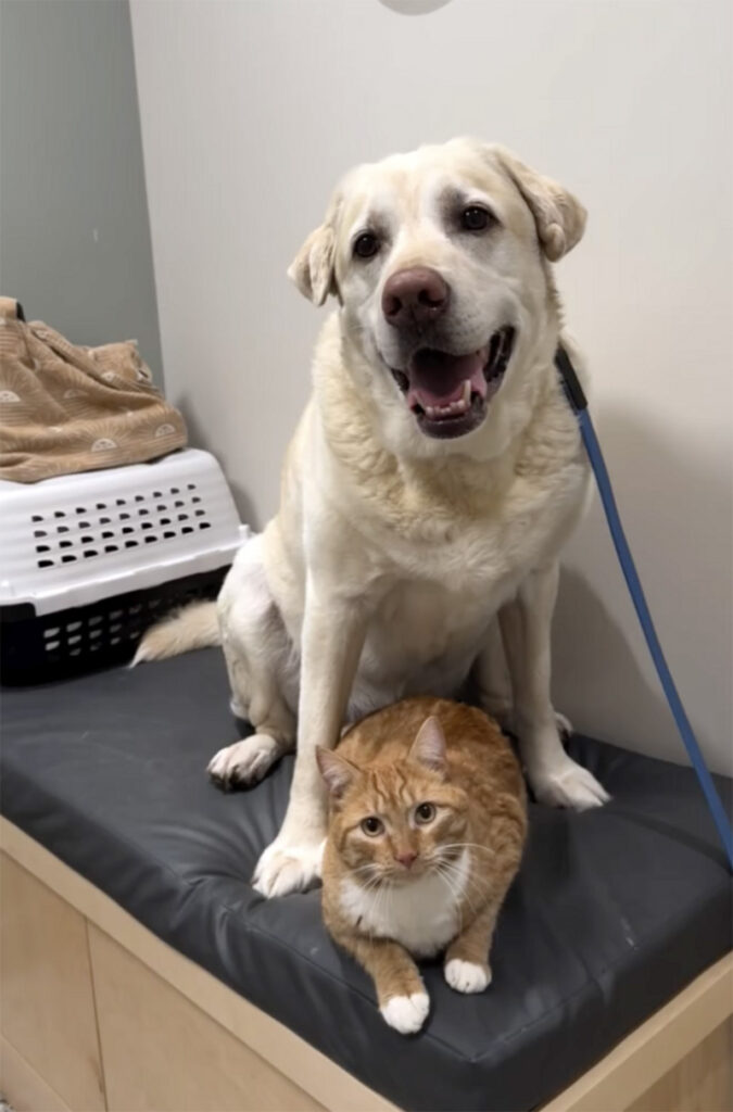 いつも一緒の犬と猫