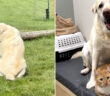 行方不明の猫を待っている犬