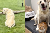 行方不明の猫を待っている犬