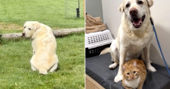 行方不明の猫を待っている犬