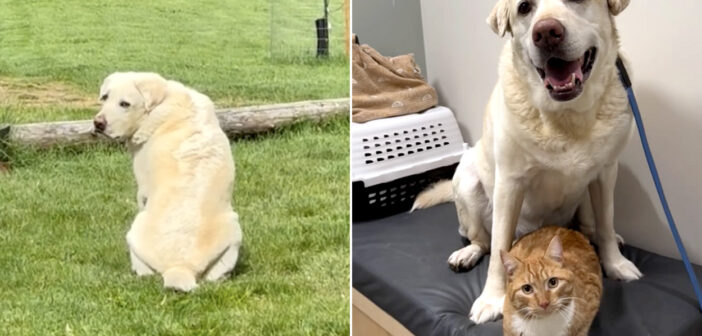 毎日同じ場所に座り、行方不明になった猫の親友が戻ってくるのを願っていた犬。その願いが届いて、ついに再会を果たす！
