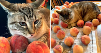 桃の感触に完全に心を奪われた猫さん。毎年、桃の季節を迎えると、一日中桃に寄り添いながら最高の喜びを感じる♡ 桃が大好きな猫