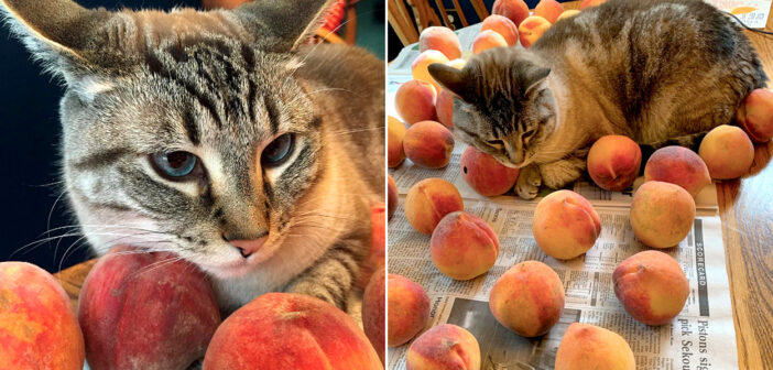 桃の感触に完全に心を奪われた猫さん。毎年、桃の季節を迎えると、一日中桃に寄り添いながら最高の喜びを感じる♡