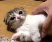 床で寝落ちしていた子猫をベッドまで運ぶ飼い主さん。目覚めた子猫の寝ぼけ姿がとっても可愛かった ( *´艸`)♡
