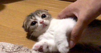 床で寝落ちしていた子猫をベッドまで運ぶ飼い主さん。目覚めた子猫の寝ぼけ姿がとっても可愛かった ( *´艸`)♡ 寝ぼけている子猫
