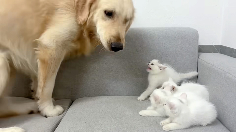 レトリバーを警戒する子猫達