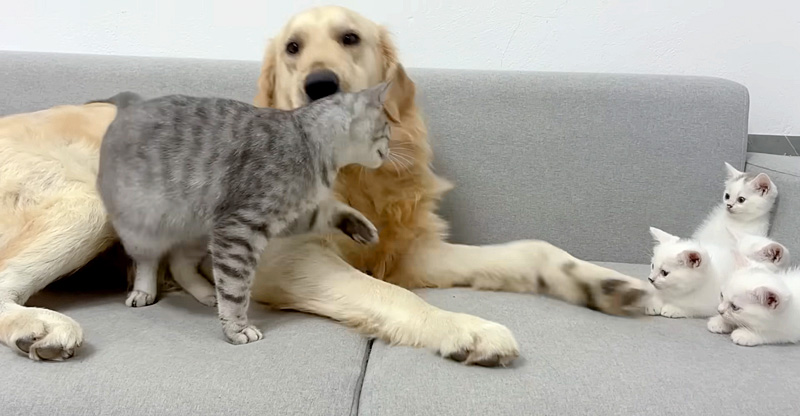 レトリバーにスリスリする母猫