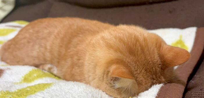大嫌いなお風呂に入れられてフテ寝しちゃった保護猫。そのフォルムが最高に可愛くて思わず心がポカポカに (*´ｪ｀*)