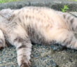 お腹を見せる猫